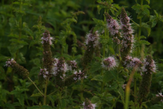 Mentha x piperita Pepermunt bestellen